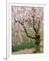 Cherry Trees Blossoming in the Spring, Washington Park Arboretum, Seattle, Washington, USA-Jamie & Judy Wild-Framed Photographic Print