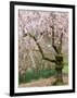 Cherry Trees Blossoming in the Spring, Washington Park Arboretum, Seattle, Washington, USA-Jamie & Judy Wild-Framed Photographic Print