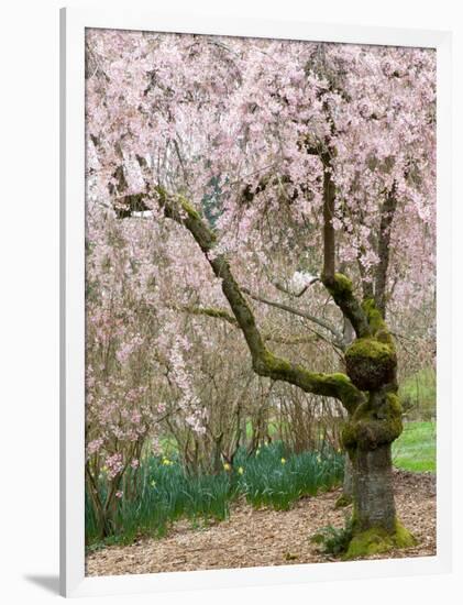 Cherry Trees Blossoming in the Spring, Washington Park Arboretum, Seattle, Washington, USA-Jamie & Judy Wild-Framed Photographic Print