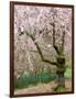 Cherry Trees Blossoming in the Spring, Washington Park Arboretum, Seattle, Washington, USA-Jamie & Judy Wild-Framed Photographic Print