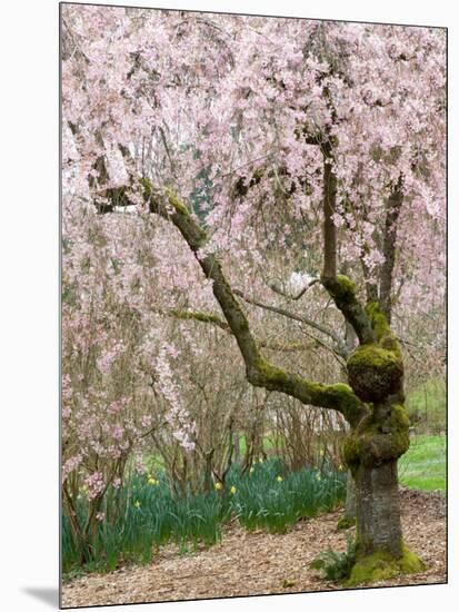 Cherry Trees Blossoming in the Spring, Washington Park Arboretum, Seattle, Washington, USA-Jamie & Judy Wild-Mounted Photographic Print