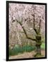 Cherry Trees Blossoming in the Spring, Washington Park Arboretum, Seattle, Washington, USA-Jamie & Judy Wild-Framed Photographic Print