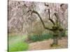 Cherry Trees Blossoming in the Spring, Washington Park Arboretum, Seattle, Washington, USA-Jamie & Judy Wild-Stretched Canvas