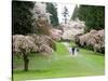 Cherry Trees Blossoming in the Spring, Washington Park Arboretum, Seattle, Washington, USA-Jamie & Judy Wild-Stretched Canvas