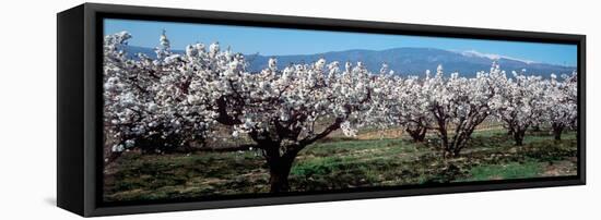 Cherry Trees in a Field with Mont Ventoux in the Background, Provence-Alpes-Cote D'Azur, France-null-Framed Stretched Canvas