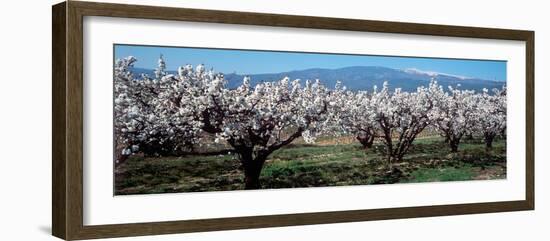 Cherry Trees in a Field with Mont Ventoux in the Background, Provence-Alpes-Cote D'Azur, France-null-Framed Photographic Print