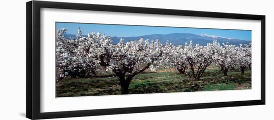 Cherry Trees in a Field with Mont Ventoux in the Background, Provence-Alpes-Cote D'Azur, France-null-Framed Photographic Print