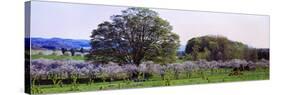 Cherry Trees in an Orchard, Michigan, USA-null-Stretched Canvas