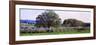 Cherry Trees in an Orchard, Michigan, USA-null-Framed Premium Photographic Print