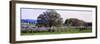 Cherry Trees in an Orchard, Michigan, USA-null-Framed Photographic Print