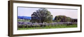 Cherry Trees in an Orchard, Michigan, USA-null-Framed Photographic Print