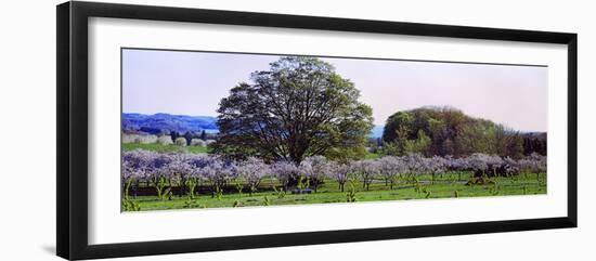 Cherry Trees in an Orchard, Michigan, USA-null-Framed Photographic Print