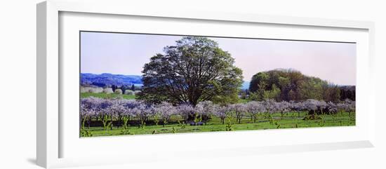 Cherry Trees in an Orchard, Michigan, USA-null-Framed Photographic Print