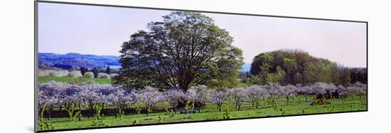 Cherry Trees in an Orchard, Michigan, USA-null-Mounted Photographic Print