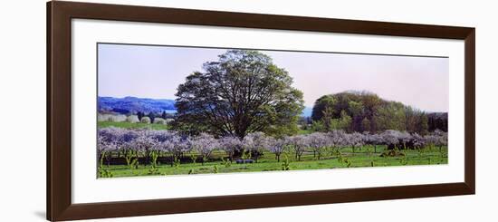 Cherry Trees in an Orchard, Michigan, USA-null-Framed Photographic Print