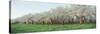 Cherry Trees in an Orchard, Mission Peninsula, Traverse City, Michigan, USA-null-Stretched Canvas