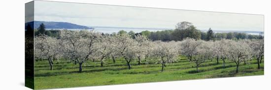 Cherry Trees in an Orchard, Mission Peninsula, Traverse City, Michigan, USA-null-Stretched Canvas