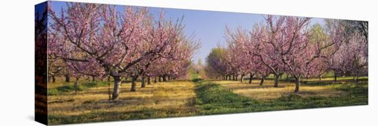 Cherry Trees in an Orchard, South Haven, Michigan, USA-null-Stretched Canvas