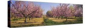 Cherry Trees in an Orchard, South Haven, Michigan, USA-null-Stretched Canvas