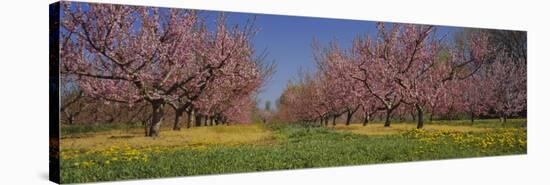 Cherry Trees in an Orchard, South Haven, Michigan, USA-null-Stretched Canvas