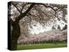 Cherry Trees in Bloom at the Quad, University of Washington, Seattle, Washington, USA-Jamie & Judy Wild-Stretched Canvas