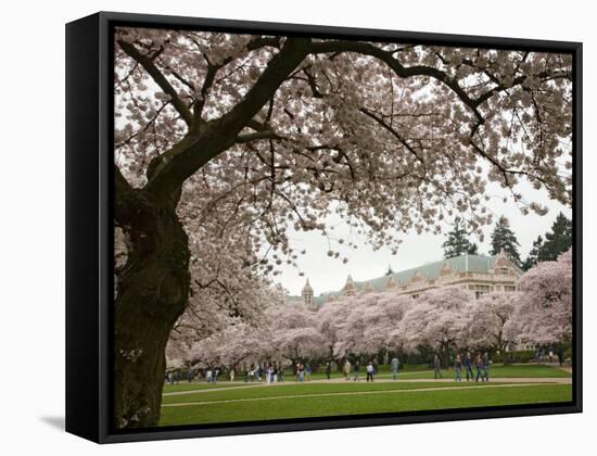 Cherry Trees in Bloom at the Quad, University of Washington, Seattle, Washington, USA-Jamie & Judy Wild-Framed Stretched Canvas