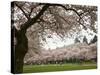 Cherry Trees in Bloom at the Quad, University of Washington, Seattle, Washington, USA-Jamie & Judy Wild-Stretched Canvas