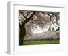 Cherry Trees in Bloom at the Quad, University of Washington, Seattle, Washington, USA-Jamie & Judy Wild-Framed Photographic Print