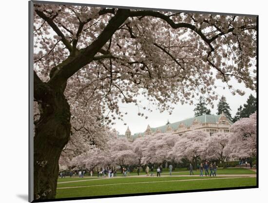 Cherry Trees in Bloom at the Quad, University of Washington, Seattle, Washington, USA-Jamie & Judy Wild-Mounted Photographic Print