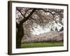 Cherry Trees in Bloom at the Quad, University of Washington, Seattle, Washington, USA-Jamie & Judy Wild-Framed Photographic Print