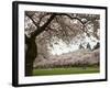 Cherry Trees in Bloom at the Quad, University of Washington, Seattle, Washington, USA-Jamie & Judy Wild-Framed Photographic Print