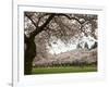 Cherry Trees in Bloom at the Quad, University of Washington, Seattle, Washington, USA-Jamie & Judy Wild-Framed Photographic Print