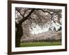 Cherry Trees in Bloom at the Quad, University of Washington, Seattle, Washington, USA-Jamie & Judy Wild-Framed Photographic Print