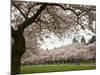 Cherry Trees in Bloom at the Quad, University of Washington, Seattle, Washington, USA-Jamie & Judy Wild-Mounted Photographic Print