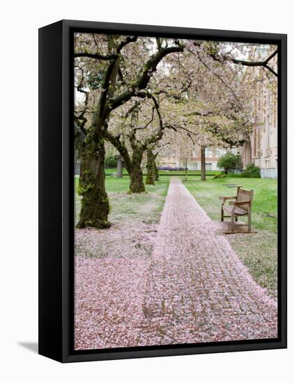 Cherry Trees in Bloom at the Quad, University of Washington, Seattle, Washington, USA-Jamie & Judy Wild-Framed Stretched Canvas