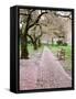 Cherry Trees in Bloom at the Quad, University of Washington, Seattle, Washington, USA-Jamie & Judy Wild-Framed Stretched Canvas