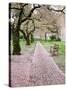 Cherry Trees in Bloom at the Quad, University of Washington, Seattle, Washington, USA-Jamie & Judy Wild-Stretched Canvas