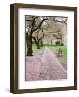 Cherry Trees in Bloom at the Quad, University of Washington, Seattle, Washington, USA-Jamie & Judy Wild-Framed Photographic Print