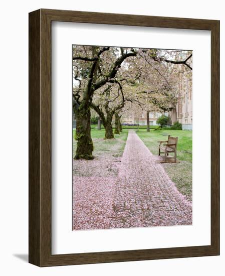 Cherry Trees in Bloom at the Quad, University of Washington, Seattle, Washington, USA-Jamie & Judy Wild-Framed Photographic Print