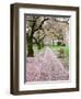 Cherry Trees in Bloom at the Quad, University of Washington, Seattle, Washington, USA-Jamie & Judy Wild-Framed Photographic Print