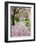 Cherry Trees in Bloom at the Quad, University of Washington, Seattle, Washington, USA-Jamie & Judy Wild-Framed Photographic Print