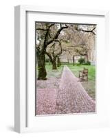 Cherry Trees in Bloom at the Quad, University of Washington, Seattle, Washington, USA-Jamie & Judy Wild-Framed Photographic Print