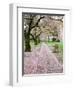 Cherry Trees in Bloom at the Quad, University of Washington, Seattle, Washington, USA-Jamie & Judy Wild-Framed Photographic Print