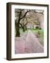 Cherry Trees in Bloom at the Quad, University of Washington, Seattle, Washington, USA-Jamie & Judy Wild-Framed Photographic Print