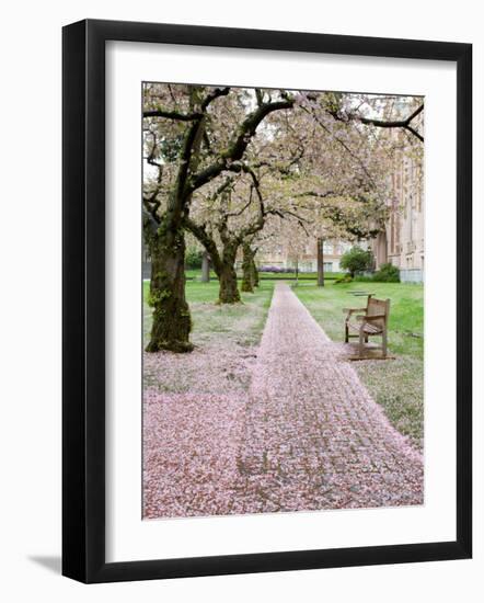 Cherry Trees in Bloom at the Quad, University of Washington, Seattle, Washington, USA-Jamie & Judy Wild-Framed Photographic Print