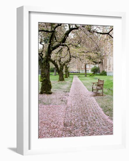 Cherry Trees in Bloom at the Quad, University of Washington, Seattle, Washington, USA-Jamie & Judy Wild-Framed Photographic Print