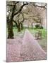 Cherry Trees in Bloom at the Quad, University of Washington, Seattle, Washington, USA-Jamie & Judy Wild-Mounted Photographic Print