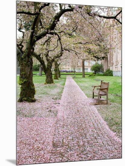 Cherry Trees in Bloom at the Quad, University of Washington, Seattle, Washington, USA-Jamie & Judy Wild-Mounted Photographic Print