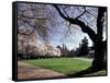 Cherry Trees in Bloom, University of Washington, Seattle, Washington, USA-Jamie & Judy Wild-Framed Stretched Canvas