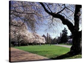 Cherry Trees in Bloom, University of Washington, Seattle, Washington, USA-Jamie & Judy Wild-Stretched Canvas
